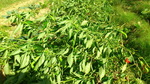 131013sasakifarm1.jpg