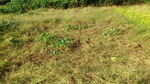 131013sasakifarm3.jpg