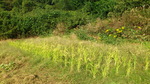 131013sasakifarm4.jpg