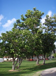 100718_17hagatna_paseo.jpg