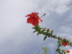 100719_05flower.jpg