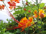 100719_06flower.jpg