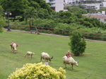 100719_10chinese.jpg