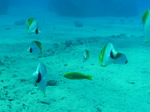 100720_13barracudarock.jpg