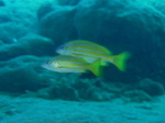 100720_21barracudarock.jpg