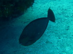 100720_25barracudarock.jpg