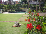 100721_09tumon.jpg