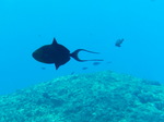 100720_14barracudarock.jpg