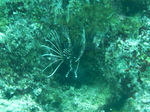 100720_15barracudarock.jpg