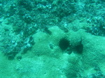 100720_28barracudarock.jpg