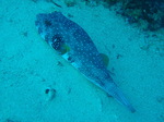 120308_02copton.jpg
