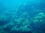 120308_05copton.jpg