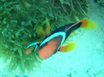 120308_09gooby.jpg