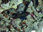 120308_24mandarin.jpg
