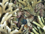 120308_25mandarin.jpg