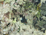 120308_26mandarin.jpg