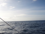 120313_03dolphin.jpg