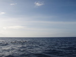 120313_04dolphin.jpg