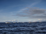 120313_07dolphin.jpg