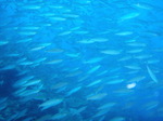 120313_11balicasagbf.jpg