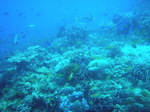 120313_14balicasagbf.jpg