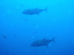 120313_15balicasagdh.jpg