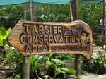 120315_24tarsier.jpg