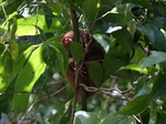 120315_26tarsier.jpg