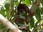 120315_28tarsier.jpg