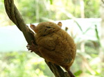 120315_30tarsier.jpg
