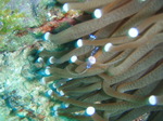 120316_01pungtopwall.jpg