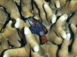 120308_30mandarin.jpg