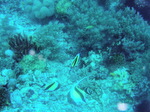 120313_17balicasagdh.jpg