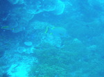120313_18balicasagdh.jpg