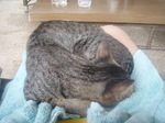 120313_21sleepingcat.jpg