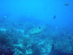 120314_08balicasagdh.jpg