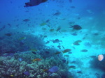120314_11balicasagdh.jpg