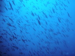 120314_16balicasagrw.jpg