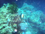120314_18balicasagrw.jpg
