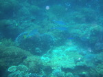 120314_19balicasagrw.jpg