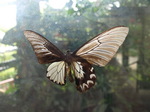 120315_11butterfly.jpg