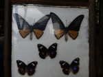 120315_12butterfly.jpg
