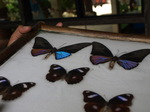 120315_13butterfly.jpg