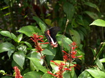120315_16butterfly.jpg