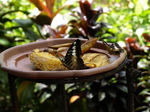 120315_17butterfly.jpg
