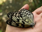 120315_18butterfly.jpg