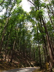 120315_21forest.jpg