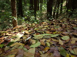 120315_22forest.jpg