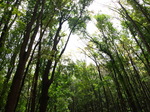 120315_23forest.jpg