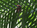 120315_31tarsier.jpg